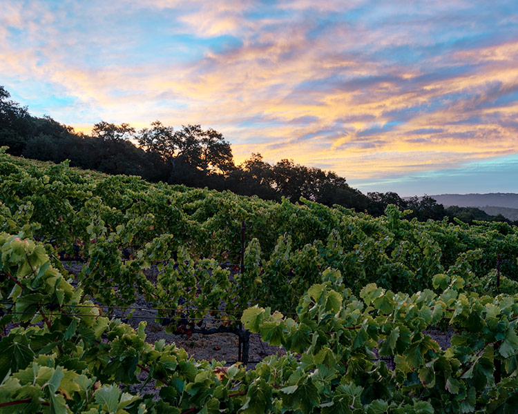 Shadow Canyon Vineyard