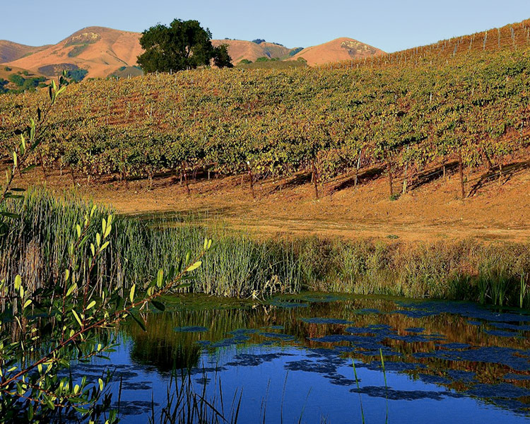 Slide Hill Vineyard